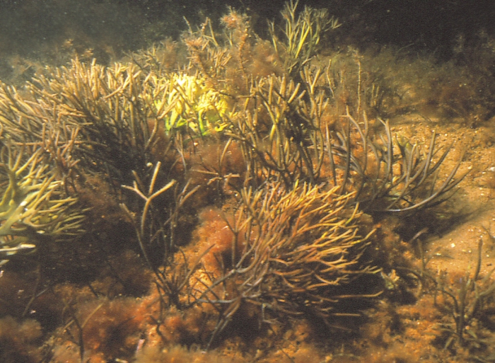 Furcellaria