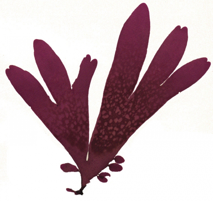 Palmaria