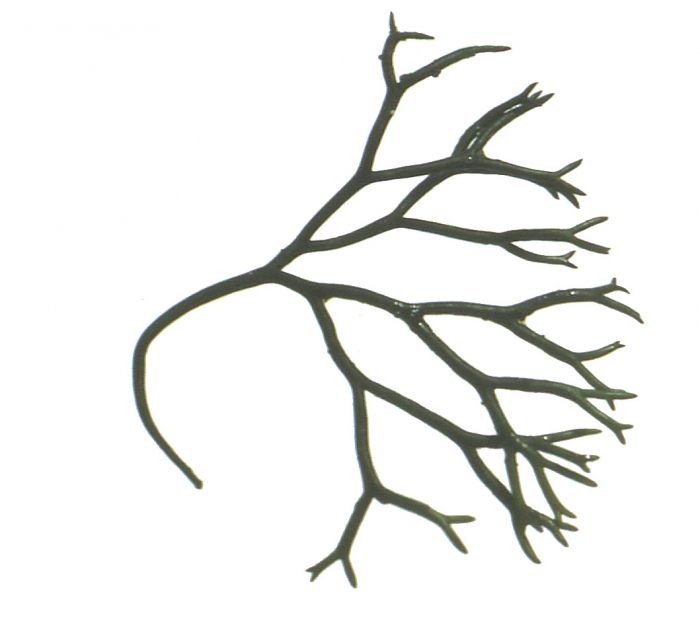 Polyides (algae)