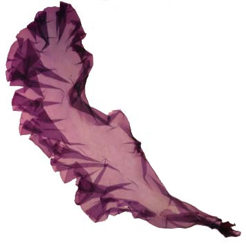 Porphyra