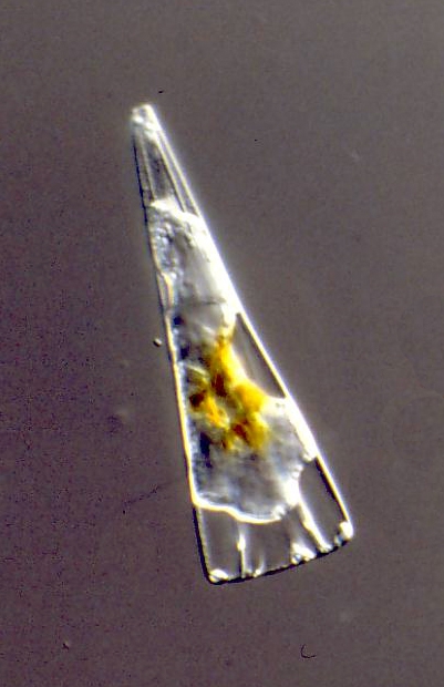 Licmophora sp. Licmophora sp.