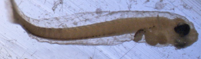 Sebastes fasciatus larvae