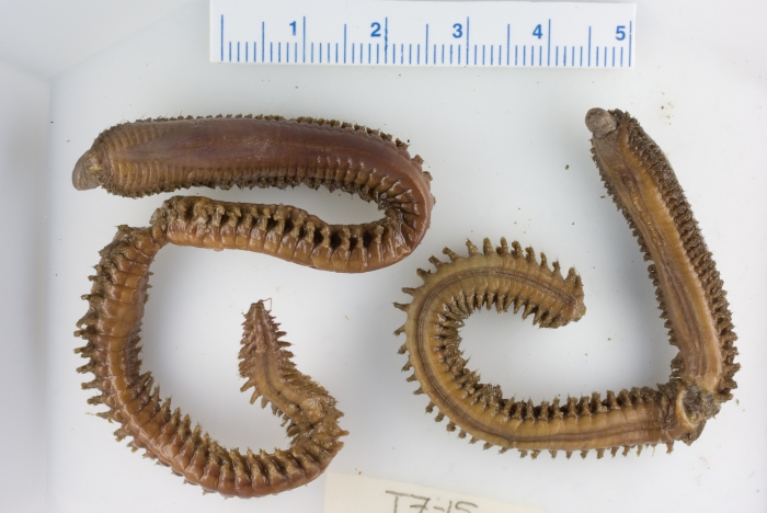 Nephtys ciliata (conserved)
