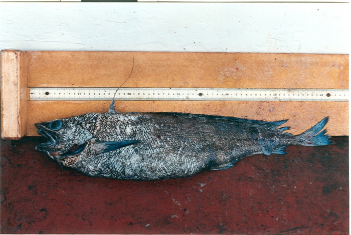 Antimora rostrata