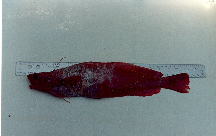 Gaidropsarus ensis