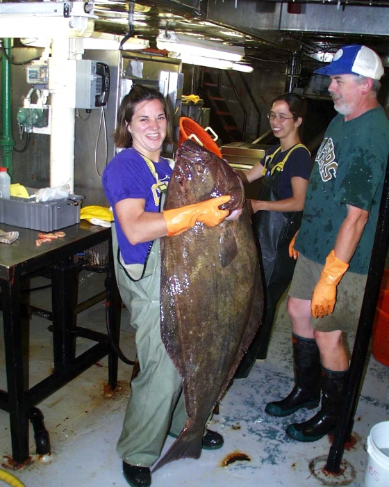 Hippoglossus hippoglossus