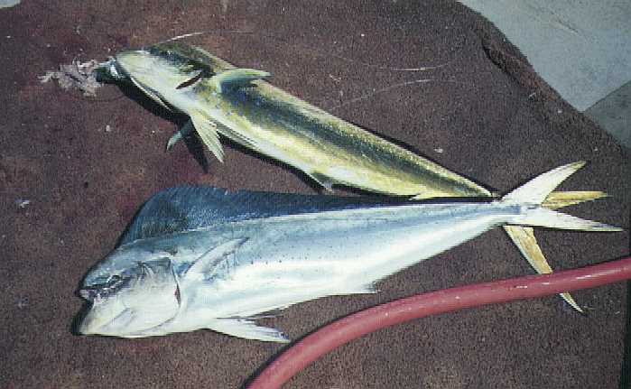 Coryphaena hippurus