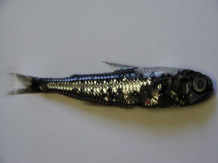 Myctophidae