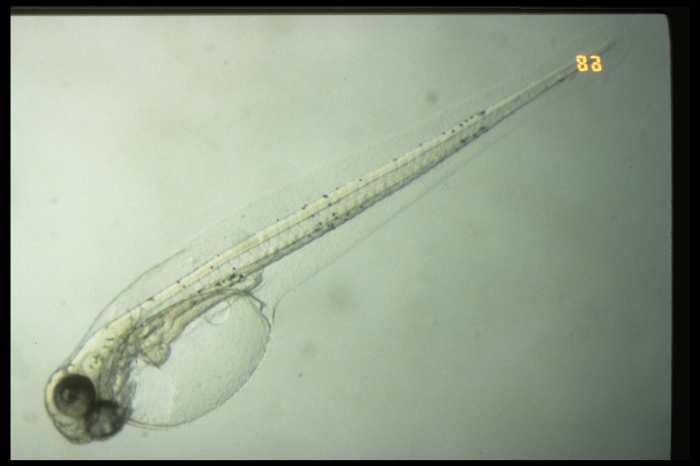 Gadus morhua - larva
