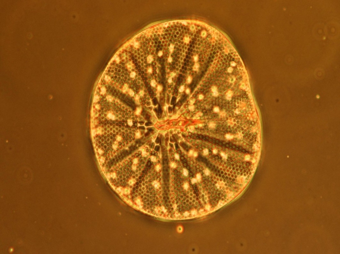 Asteromphalus heptactis Asteromphalus heptactis