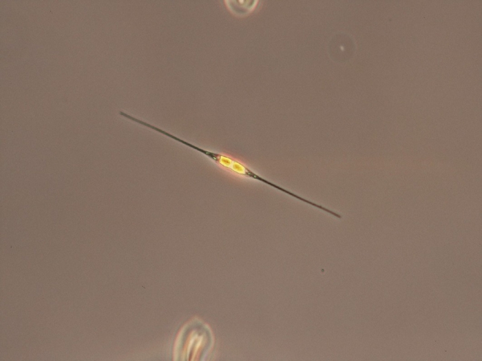 Cylindrotheca closterium Cylindrotheca closterium