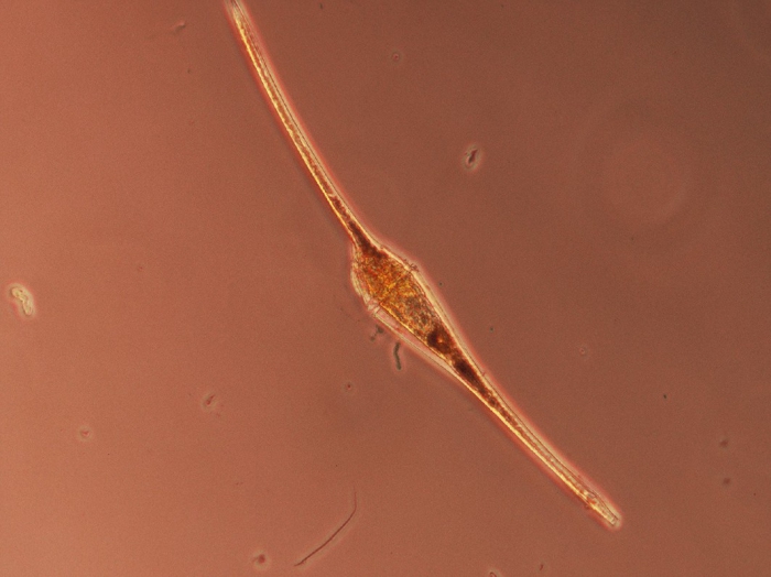 Ceratium fusus