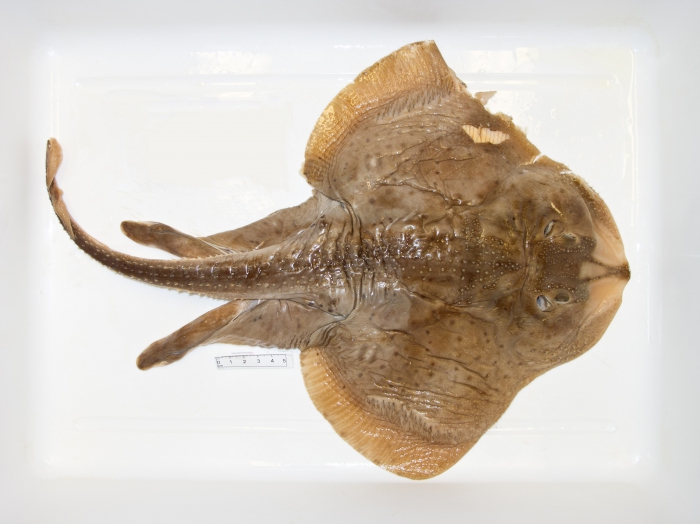 Leucoraja erinacea - little skate Leucoraja erinacea - little skate