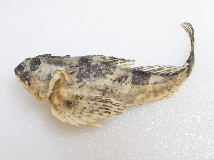 Myoxocephalus aenaeus - chaboisseau nain Myoxocephalus aenaeus - chaboisseau nain