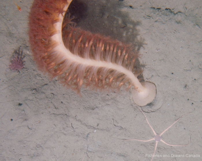 Anthoptilum grandiflorum - sea pen
