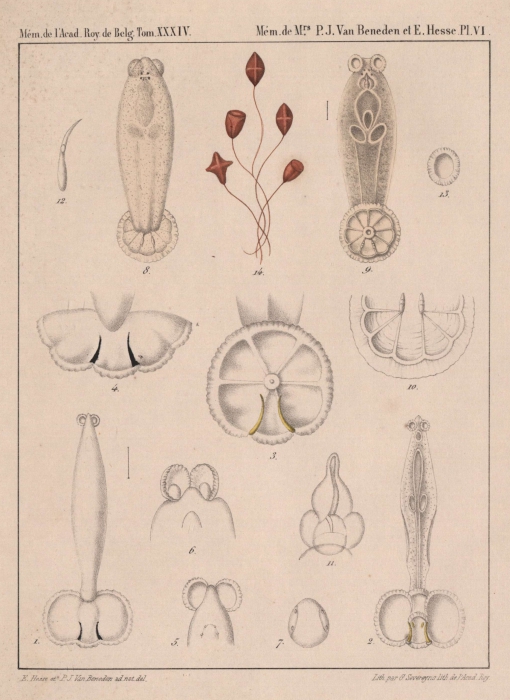 Van Beneden & Hesse (1864, pl. 06) Van Beneden & Hesse (1864, pl. 06)
