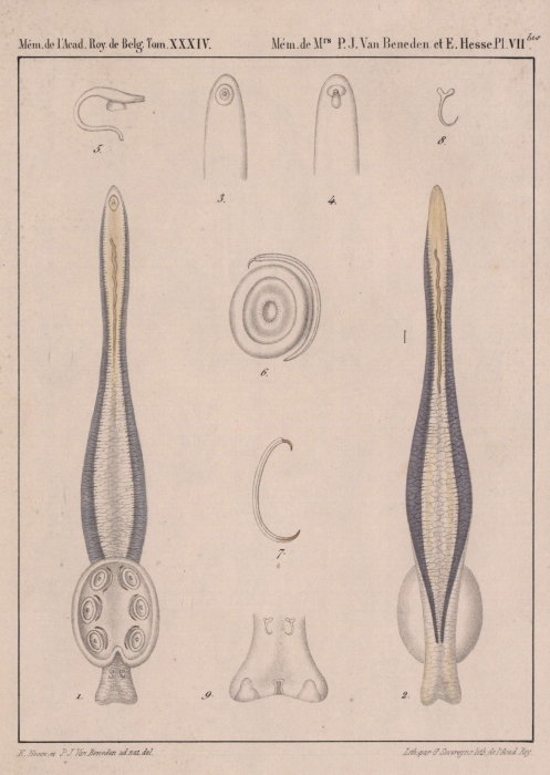 Van Beneden & Hesse (1864, pl. 07 bis) Van Beneden & Hesse (1864, pl. 07 bis)