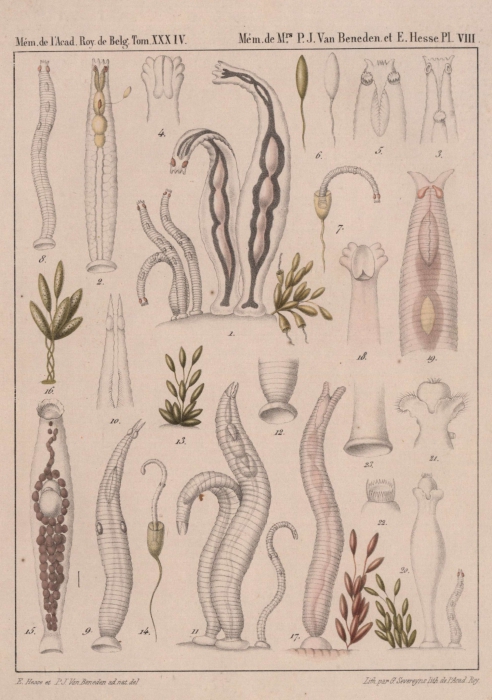 Van Beneden & Hesse (1864, pl. 08) Van Beneden & Hesse (1864, pl. 08)