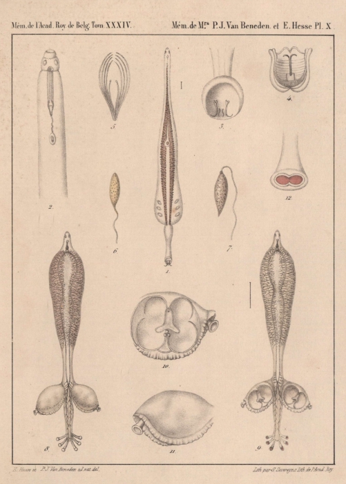 Van Beneden & Hesse (1864, pl. 10) Van Beneden & Hesse (1864, pl. 10)