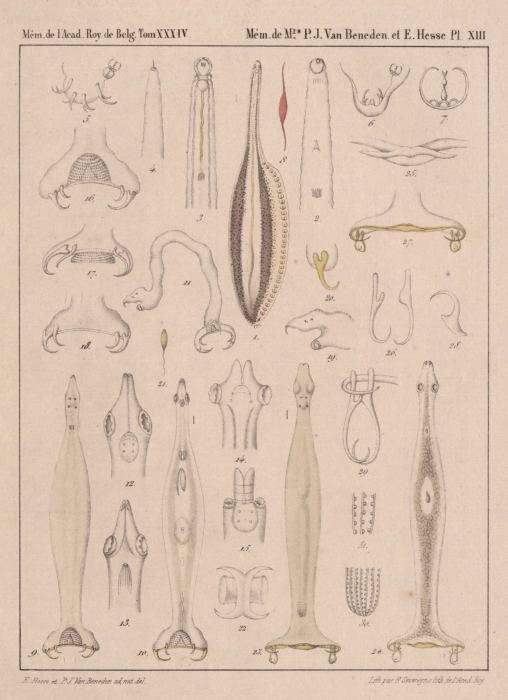 Van Beneden & Hesse (1864, pl. 13) Van Beneden & Hesse (1864, pl. 13)