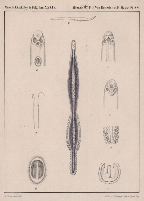 Van Beneden & Hesse (1864, pl. 15) Van Beneden & Hesse (1864, pl. 15)