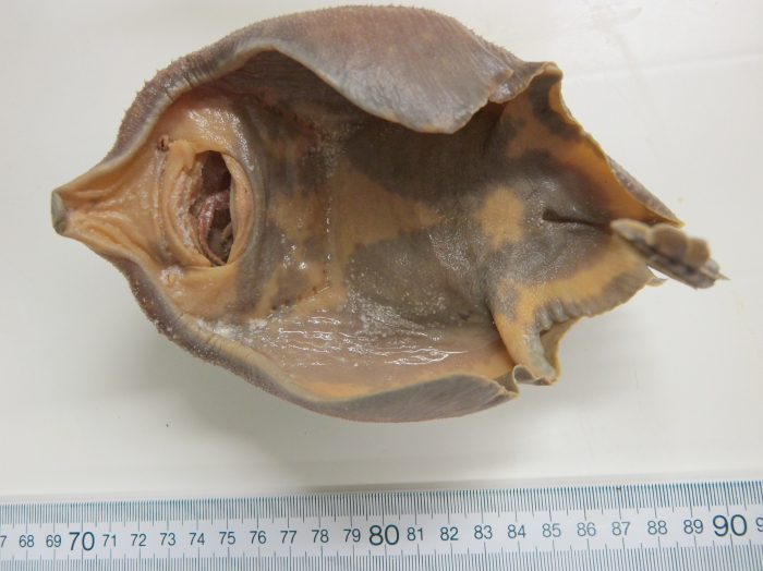 Amblyraja hyperborea - ventral Amblyraja hyperborea - ventral