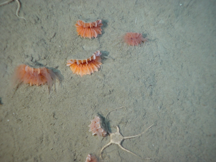 Flabellum alabastrum