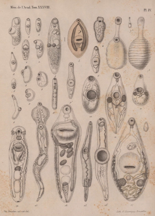Van Beneden (1871, pl. 4) Van Beneden (1871, pl. 4)