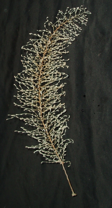 Chrysogorgia