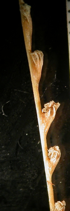 Radicipes gracilis