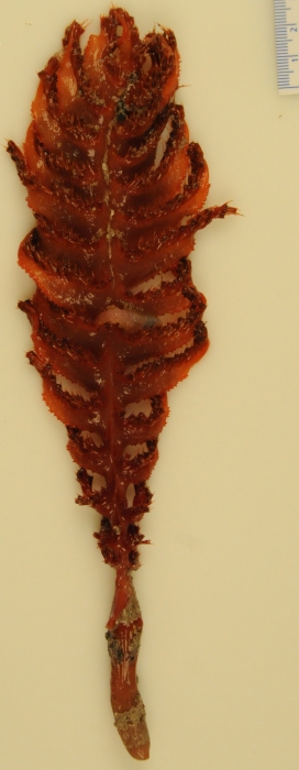 Pennatula