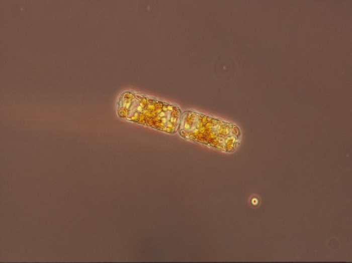Dactyliosolen fragilissimus Dactyliosolen fragilissimus