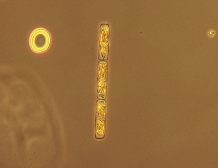 Guinardia delicatula Guinardia delicatula