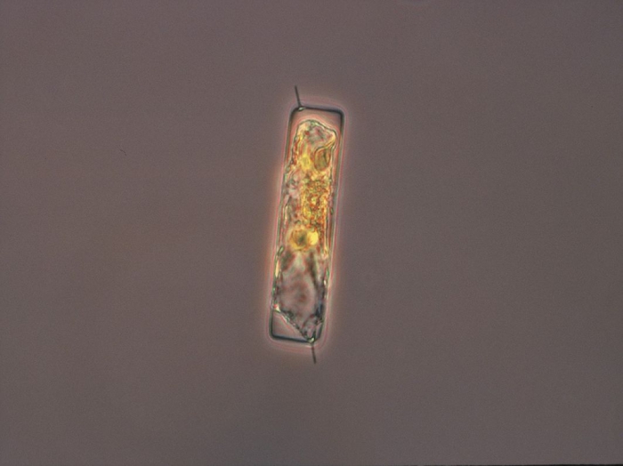 Guinardia delicatula Guinardia delicatula