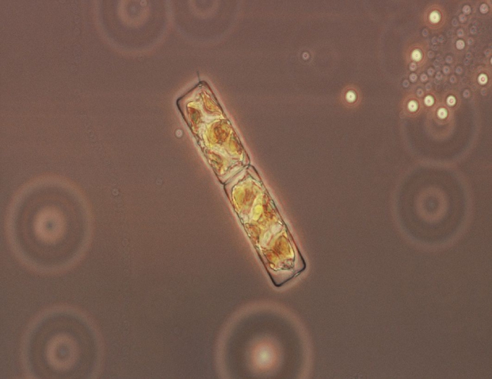 Guinardia delicatula Guinardia delicatula
