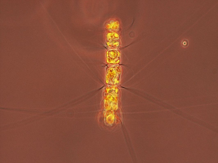 Chaetoceros compressus Chaetoceros compressus
