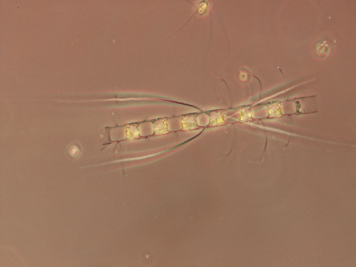 Chaetoceros laciniosus Chaetoceros laciniosus