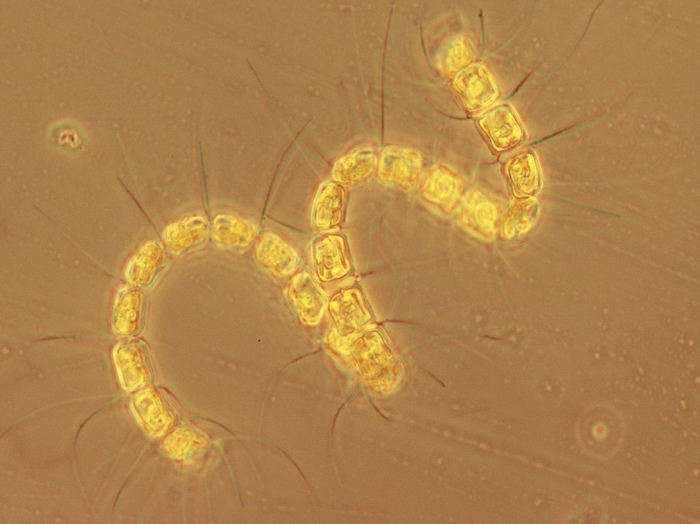 Chaetoceros debilis Chaetoceros debilis