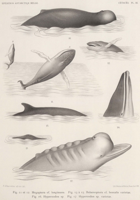Racovitza (1903, pl. 3) Racovitza (1903, pl. 3)