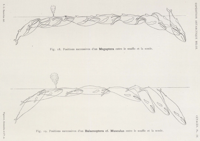Racovitza (1903, pl. 4) Racovitza (1903, pl. 4)