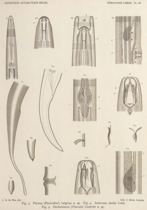 De Man (1904, pl. 03) De Man (1904, pl. 03)