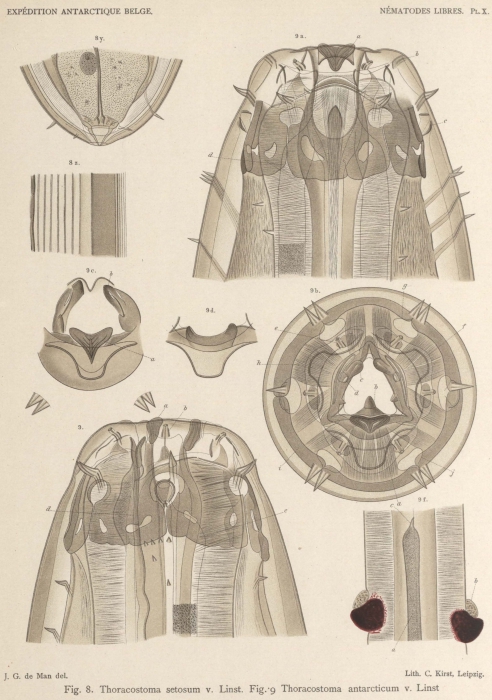 De Man (1904, pl. 10) De Man (1904, pl. 10)