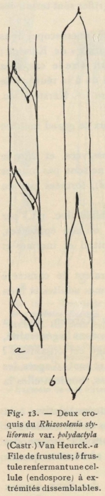 De Wildeman (1935, fig. 13) De Wildeman (1935, fig. 13)