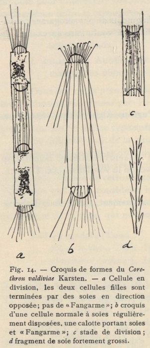 De Wildeman (1935, fig. 14) De Wildeman (1935, fig. 14)