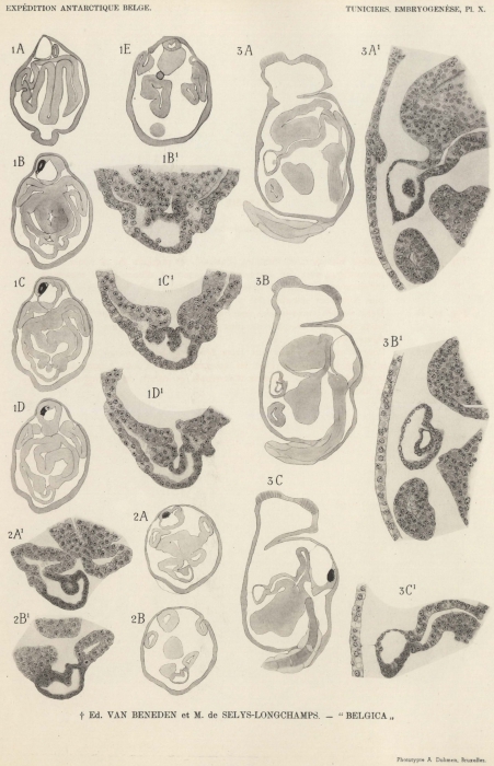 Van Beneden, de Selys Longchamps (1940, pl. 10) Van Beneden, de Selys Longchamps (1940, pl. 10)