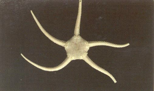 Picture of Ophiura albida