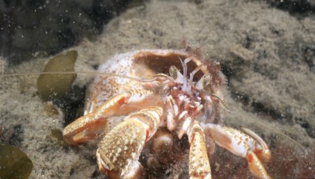 Picture of Pagurus bernhardus (Linnaeus, 1758)