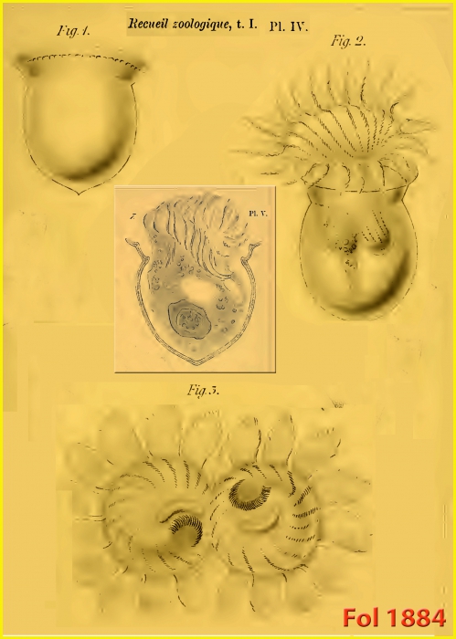 Petalotricha ampulla