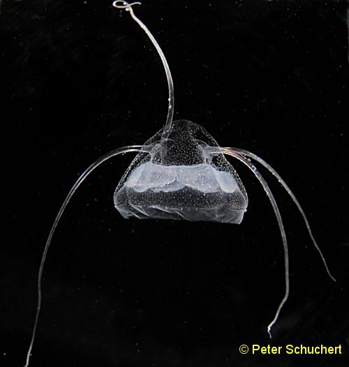 Aegina citrea, Puget Sound, USA Aegina citrea, Puget Sound, USA