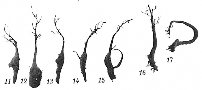 Pelosina arborescens Pelosina arborescens